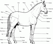 Printable horse anatomy s16e4 coloring pages
