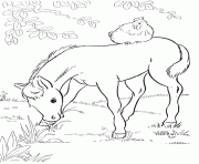 Printable chick and baby horse s588e coloring pages