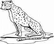 Printable cheetah print out s animal19de coloring pages