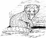 Printable baby cheetah s for kids9ec0 coloring pages
