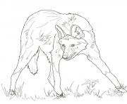 Printable maned wolf coloring pages