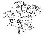 Printable three rosas a4 coloring pages