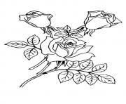 three roses with leaves a4