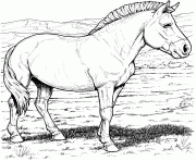 Printable Pony coloring pages