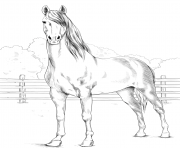 Printable horse morgan coloring pages