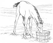 Printable horse colt drinks water coloring pages
