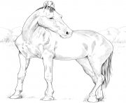 Printable horse marwari mare coloring pages