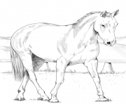 Printable australian stock horse coloring pages