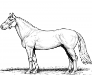 Printable horse stallion coloring pages