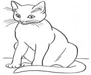 Printable realistic cat cute coloring pages