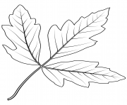 Printable paperbark maple leaf coloring pages