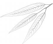 Printable white willow leaf coloring pages