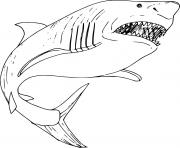 Printable Big Megalodon shark coloring pages