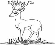 Printable Little Deer on the Grass coloring pages