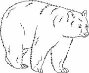 Printable Walking Realistic Bear coloring pages