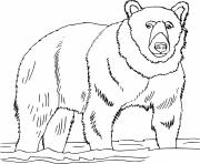 Printable Realistic Brown Bear in the Water coloring pages