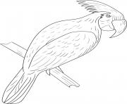 Printable cockatoo coloring pages