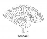 Printable peacok coloring pages
